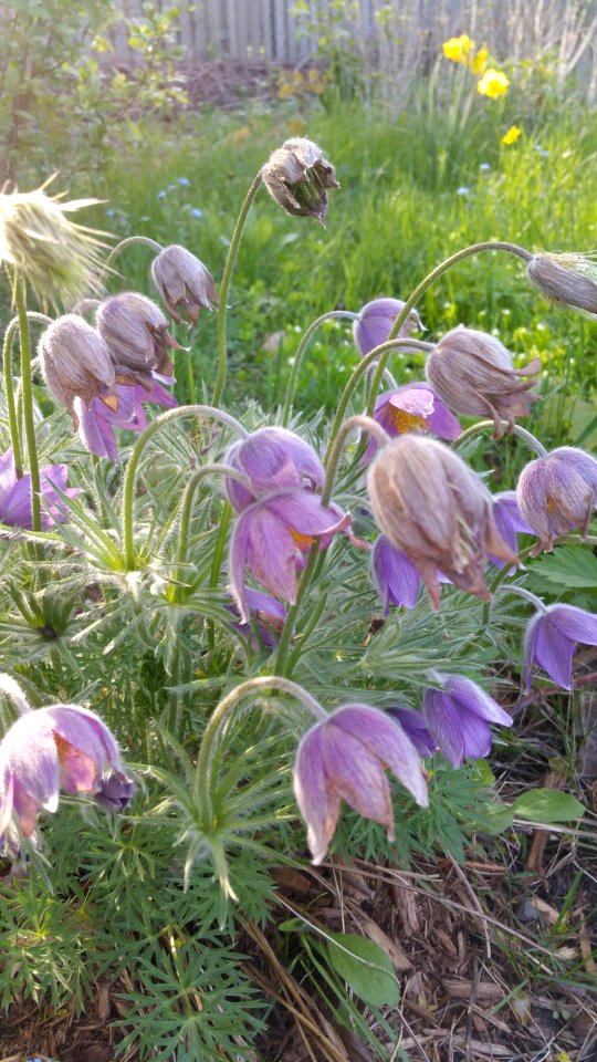 Pulsatilla vulgaris