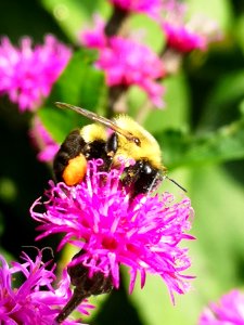 Bumblebee visiting ironweed Vernonia photo