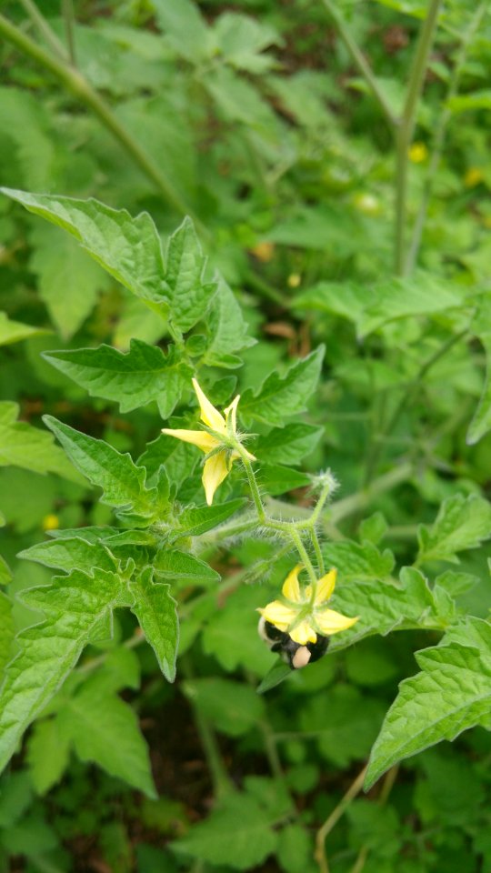 Matt's wild cherry tomatoes