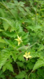 Matt's wild cherry tomatoes
