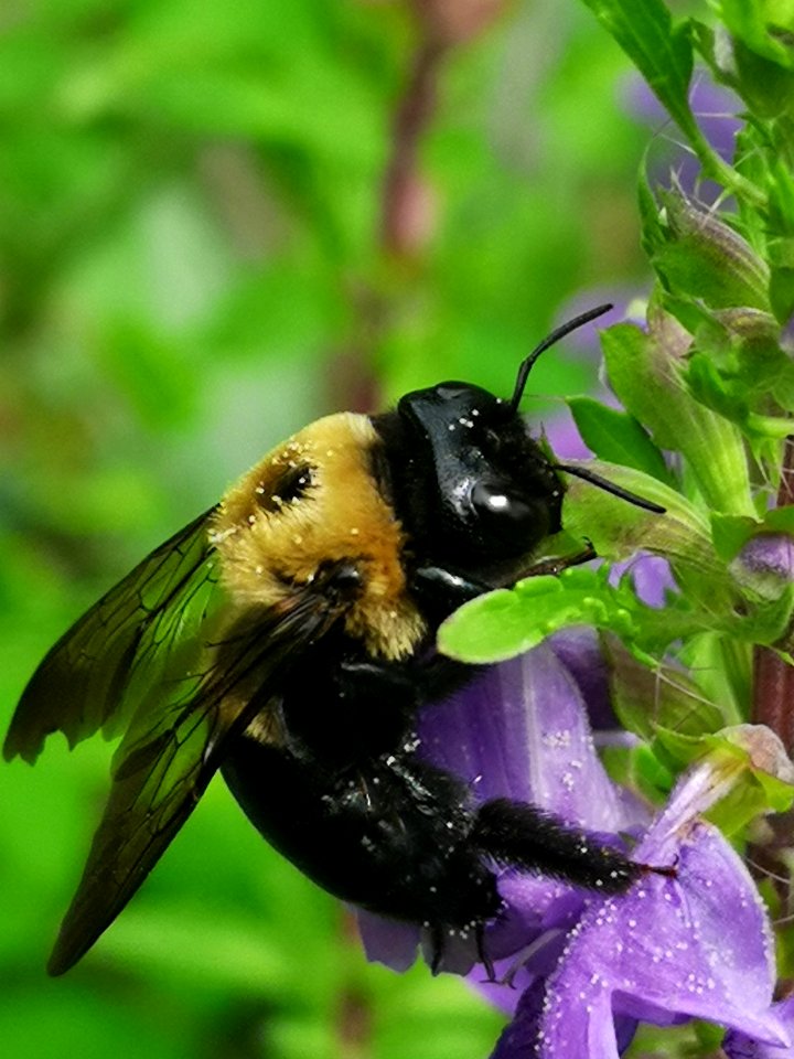 Carpenter bee Xylocopa virginica visiting dragonhead Dracocephalum moldavica