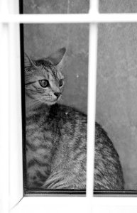 Curious cat photo