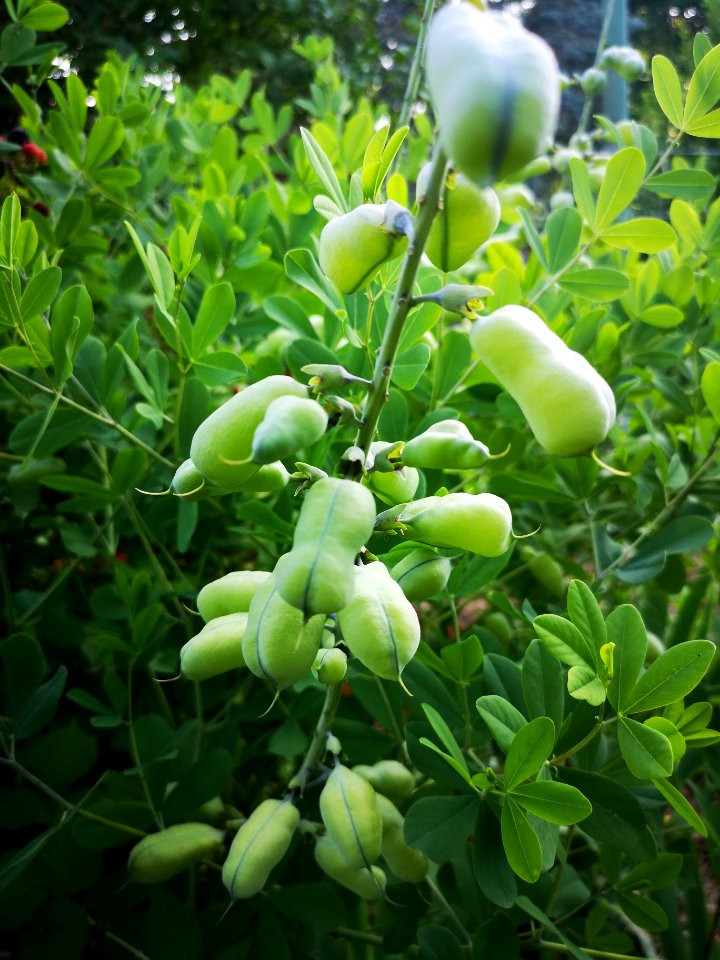 Baptisia pods