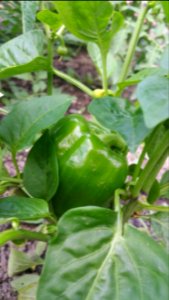 King Crimson peppers