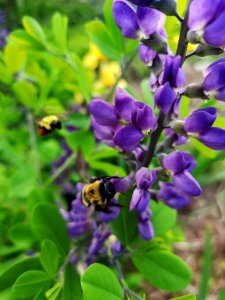 Bumblebees (Bombus spp.) visiting false indigo (Baptisia sp.) flowers