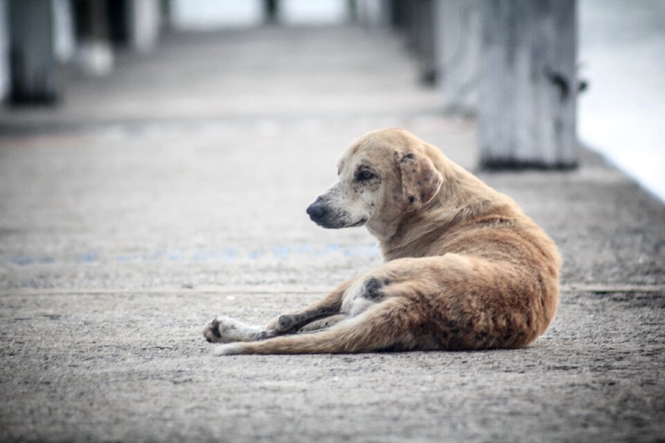 Animal pet horizontal