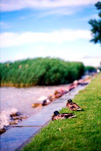 Ducks at the Balaton