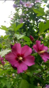 Rose of sharon two kinds of pink