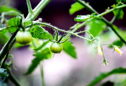 green tomatoes photo