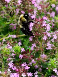 Bumblebee visiting thyme flowers Thymus praecox Nutmeg