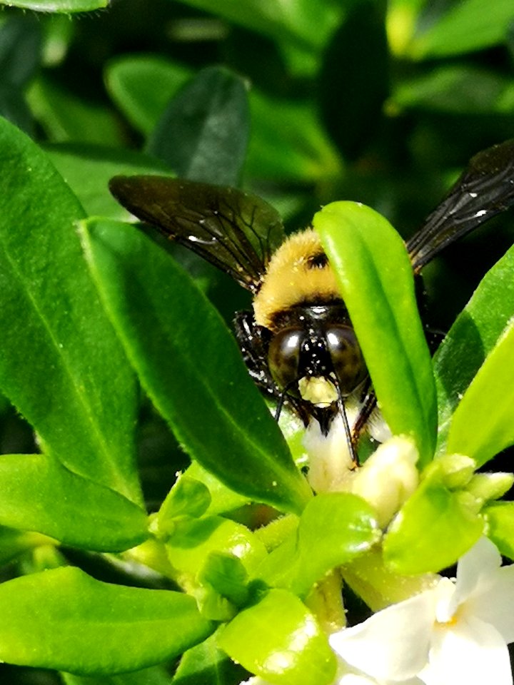Carpenter bee nectar robbing Daphne Eternal Fragrance