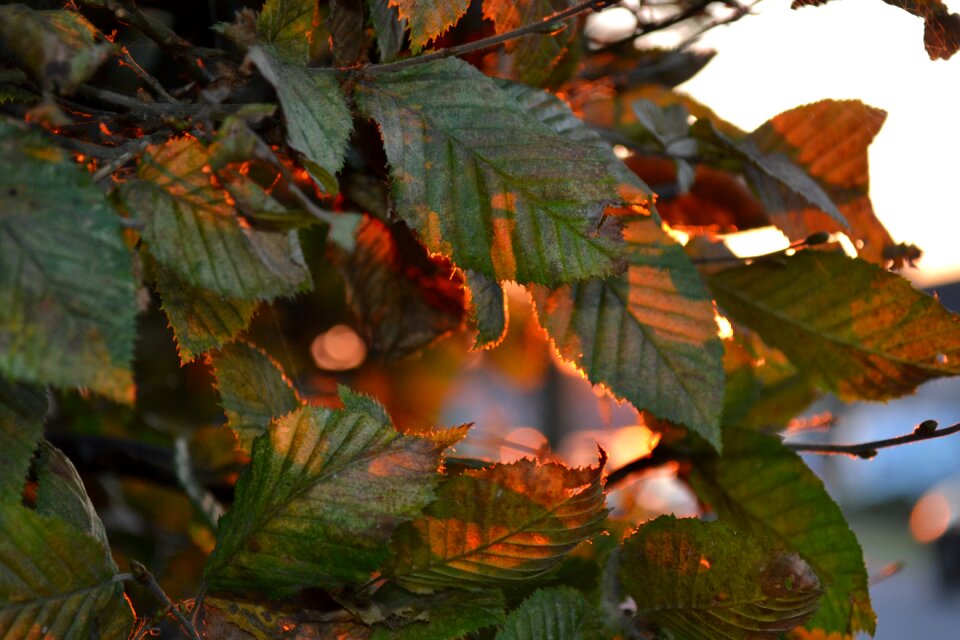 Nature green sun