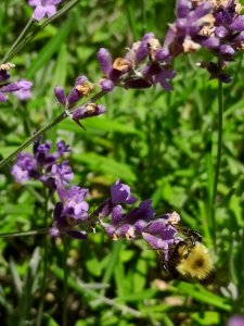 Lavender (Lavandula) flowers with bumblebee visiting