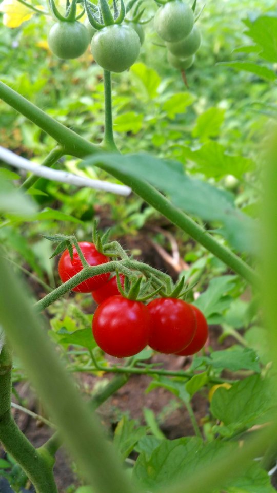 Matt's wild cherry tomatoes