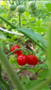 Matt's wild cherry tomatoes