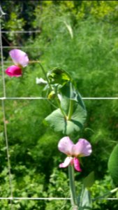 Magnolia Blossom peas photo