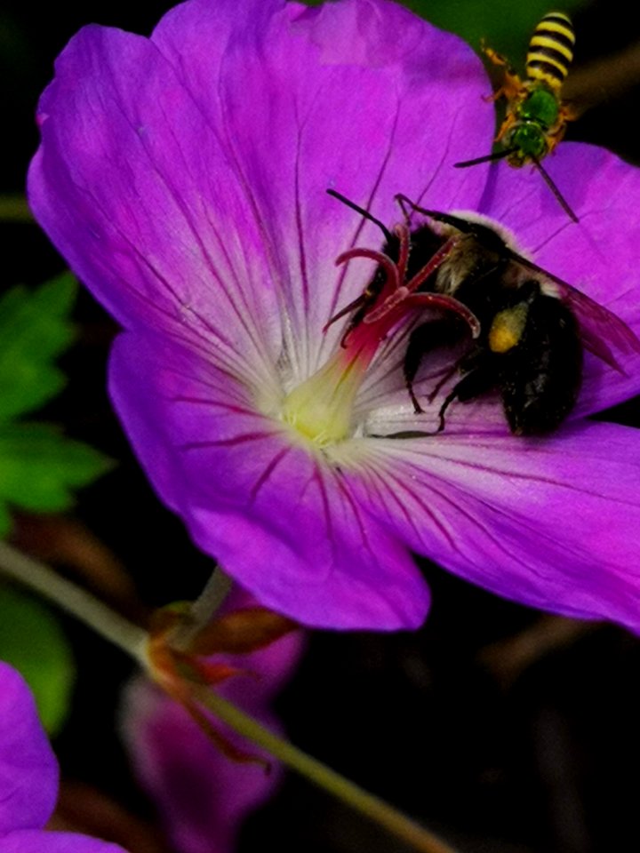 Bumblebee visiting cranesbill Geranium Azure Rush