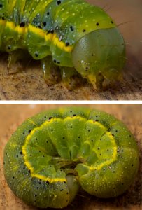 Bright-line Brown-eye caterpillar / Salátabagoly hernyója / Lacanobia oleracea photo