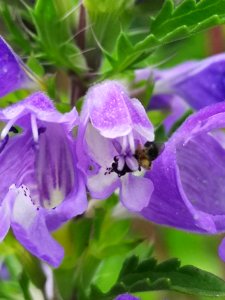 Bee to ID visiting dragonhead (Dracocephalum moldavica) photo