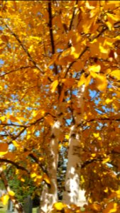 Autumn birch photo