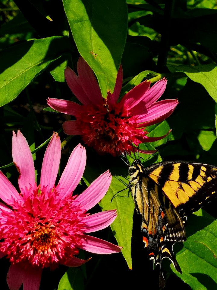 Canadian tiger swallowtail butterfly (Papilio canadensis) visiting coneflower (Echinacea 'Pink Double Delight')