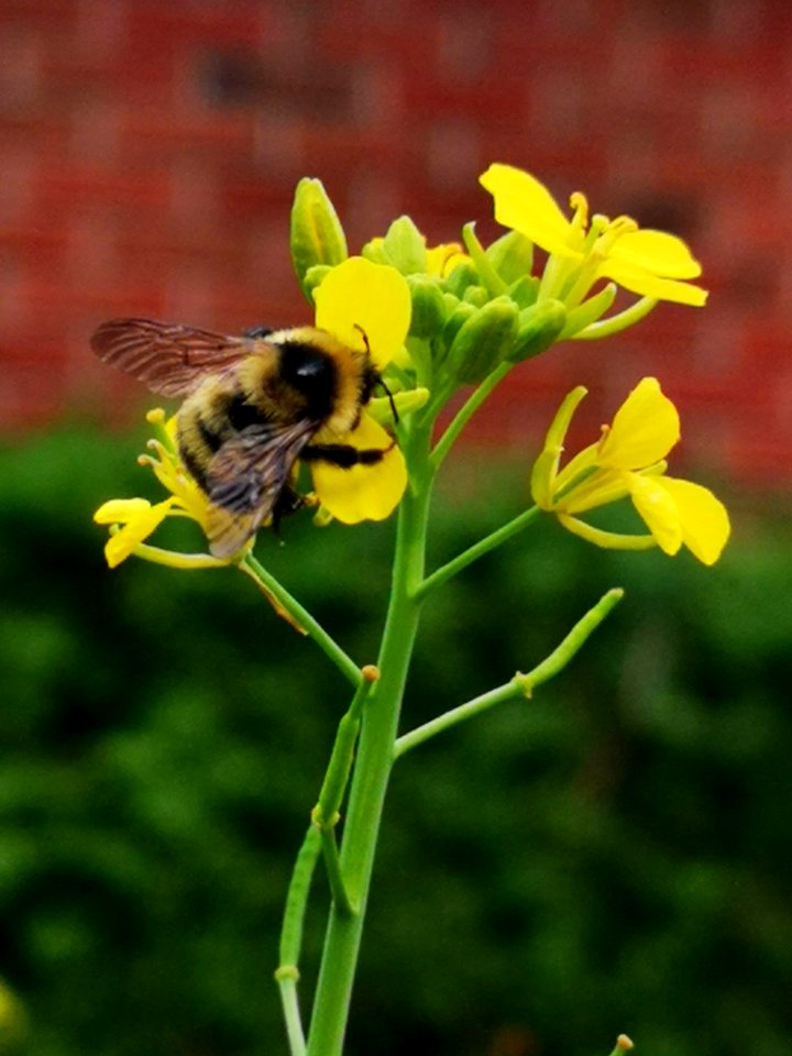 Bumblebee with mustard