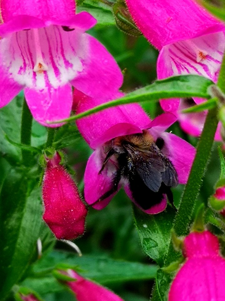 Bumblebee visiting Penstemon Red Rocks