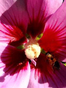 Honeybees visit rose of Sharon (Hibiscus syriacus) too but they don't get completely covered in pollen like bumblebees do because they are less fuzzy