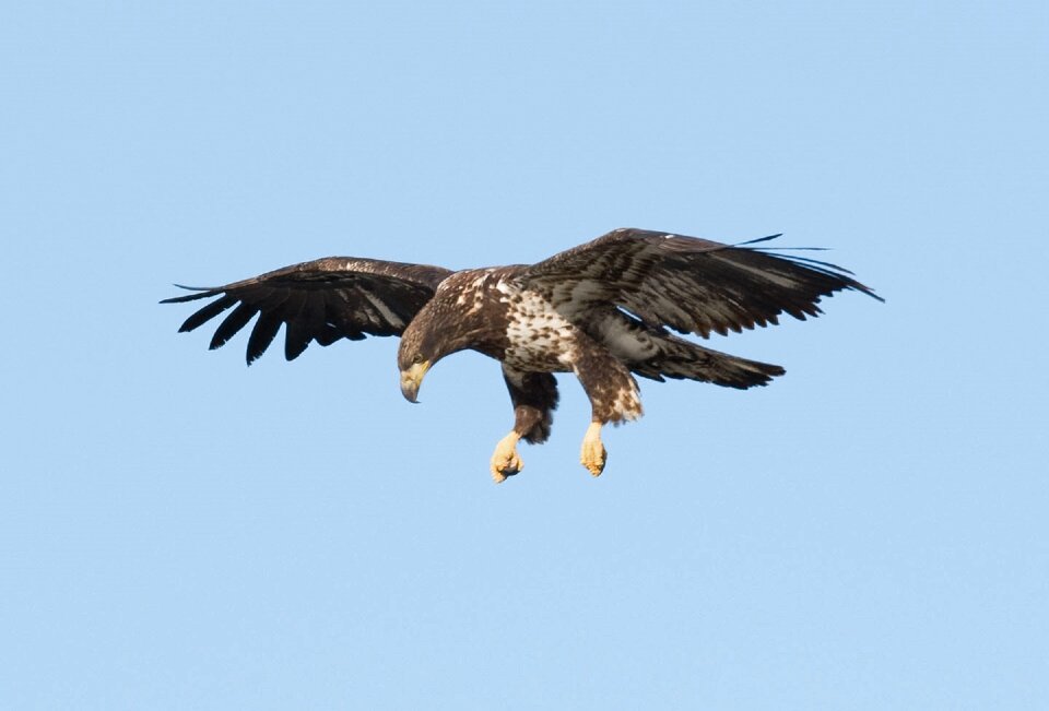 Raptor flight flying