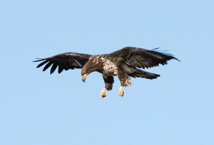 Raptor flight flying