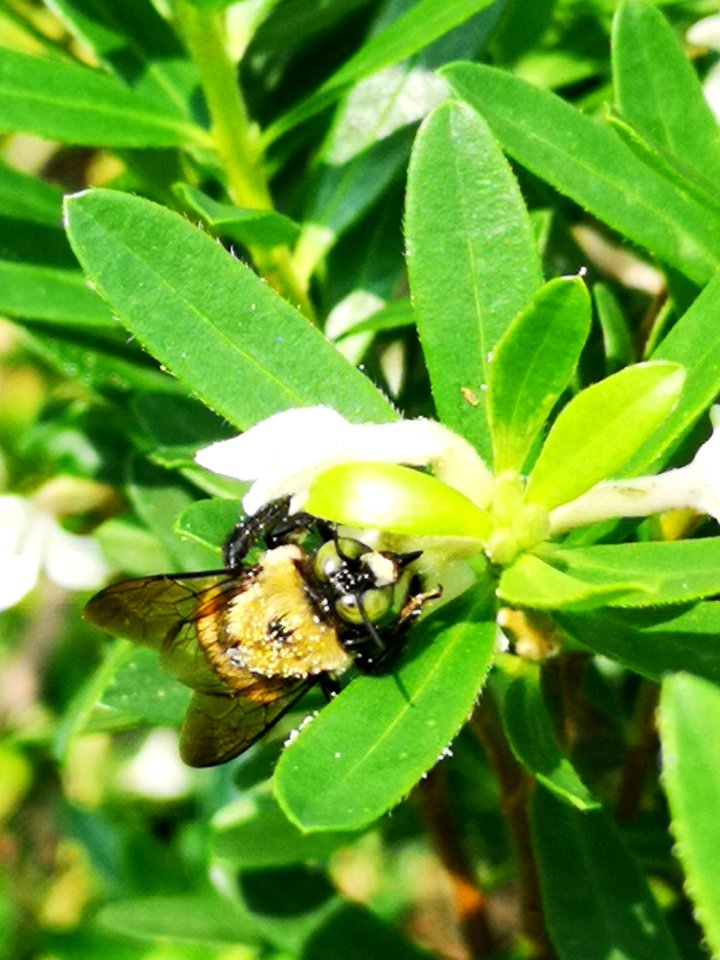 Carpenter bee nectar robbing Daphne (hybrid Eternal Fragrance) flowers, with pollen