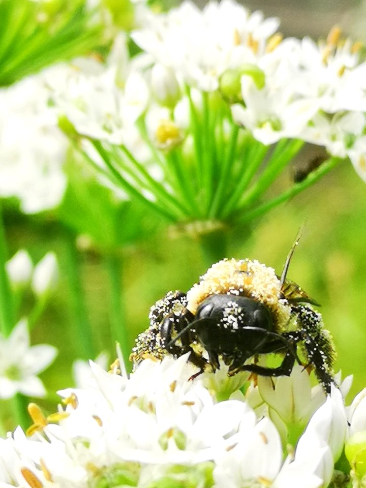 Carpenter bee Xylocopa virginica covered in pollen visiting flowers of garlic chives Allium tuberosum