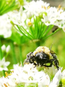 Carpenter bee Xylocopa virginica covered in pollen visiting flowers of garlic chives Allium tuberosum