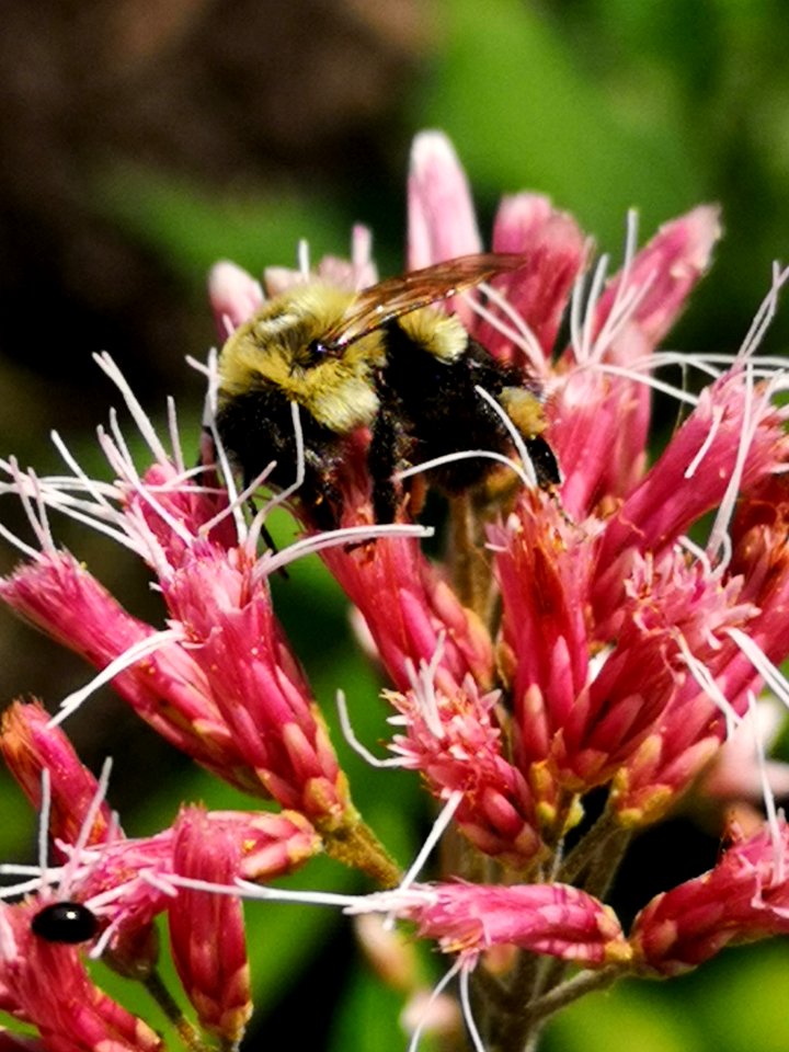 Bumblebee visiting Joe Pye weed Eutrochium or Eupatorium