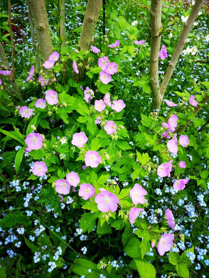 Geranium with forget me not