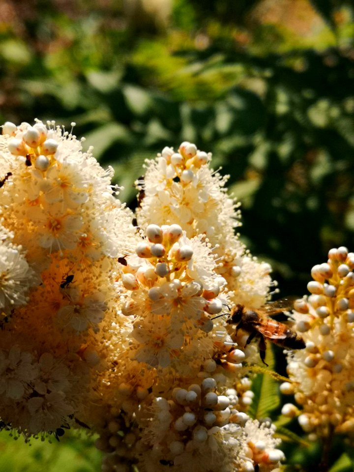 Honeybee visiting Sorbaria sorbifolia 'Sem' flowers