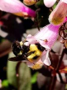 Bumblebee visiting hybrid beardtongue Penstemon Dark Towers photo