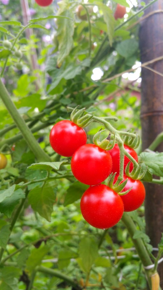 Matt's wild cherry tomatoes