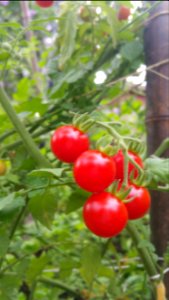 Matt's wild cherry tomatoes