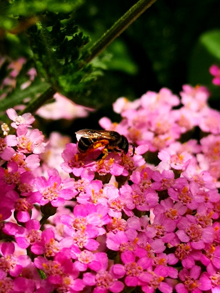 Little bee on yarrow (Achillea millefolium Desert Eve 'Deep Rose')