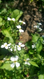 radish flowers