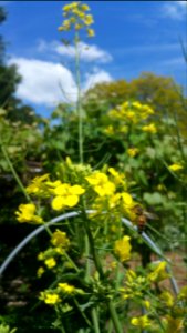 Brassica napus plants overwintered well and  is flowering. Flowers faintly fragrant and attractive to bees