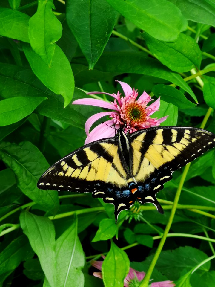 Canadian tiger swallowtail butterfly (Papilio canadensis) visiting coneflower (Echinacea 'Pink Double Delight')