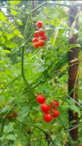 Matt's wild cherry tomatoes