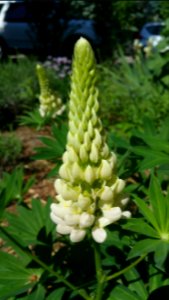 Lupine
