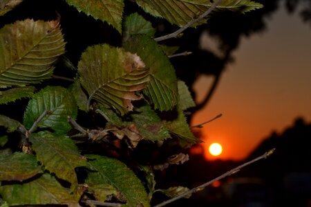 Leaves setting sun green