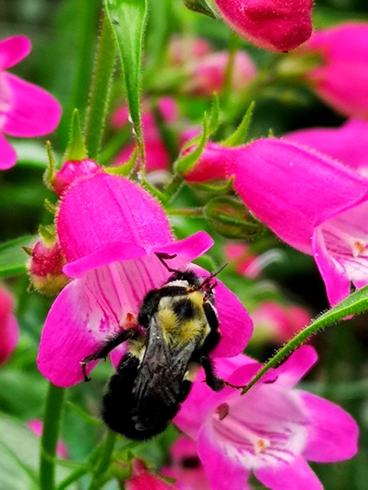 Bumblebee visiting Penstemon Red Rocks
