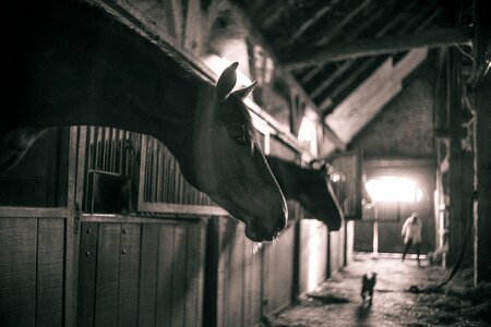 Horses horse barn black white photo
