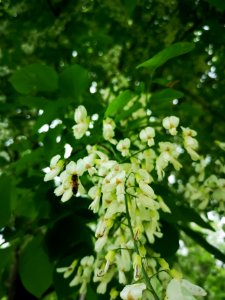 Honeybee with yellowwood