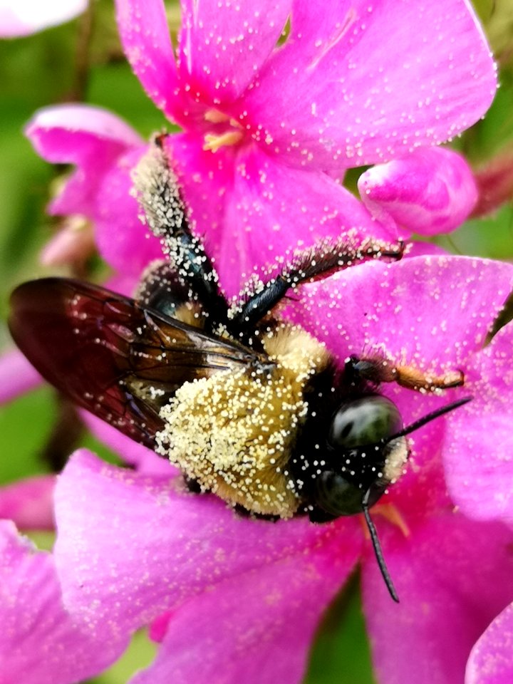 Bee covered with pollen visiting Phlox paniculata